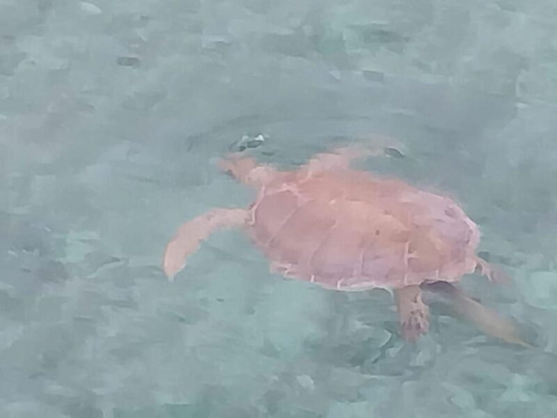 Swim With Pigs, Rose Island, Bahamas - Experience Highlights
