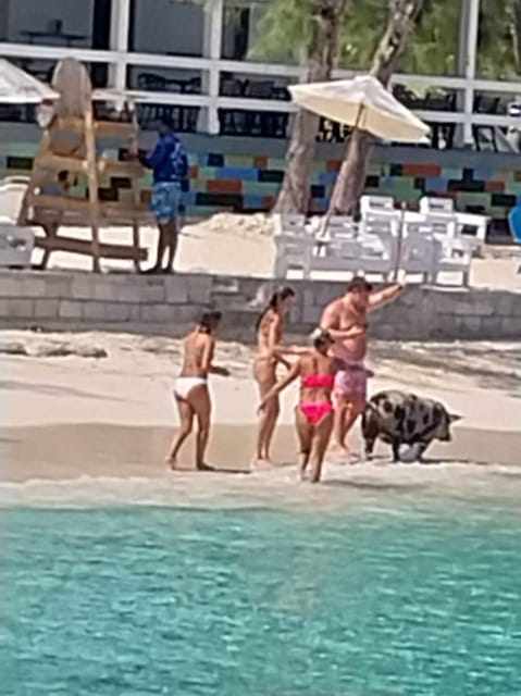Swim With Pigs, Rose Island, Bahamas - Booking Information