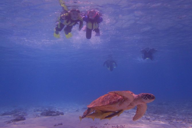 Swim With Sea Turtles at Kerama Islands - Meeting and Pickup