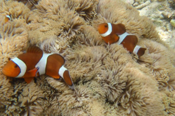 Swim With Sea Turtles at Kerama Islands - Health and Safety
