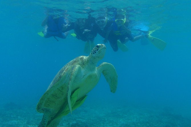 Swim With Sea Turtles at Kerama Islands - Explore Kerama Islands