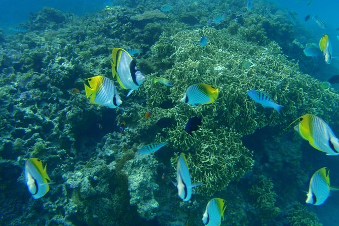 Swim With Sea Turtles at Kerama Islands - Memorable Experience