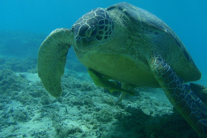 Swim With Sea Turtles at Kerama Islands - Booking and Pricing