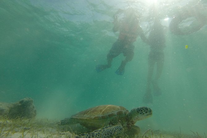 Swim With Sea Turtles - Prepare for Your Adventure