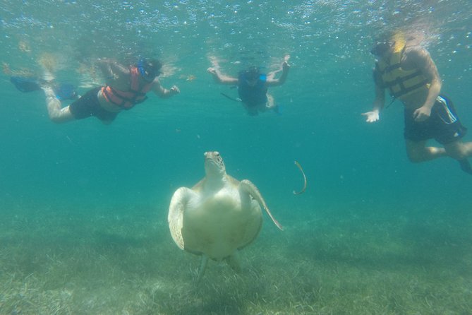 Swim With Sea Turtles - Unforgettable Moments