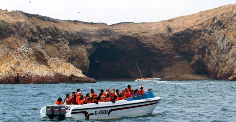 Swim With Sealion on Palomino Island - Key Points