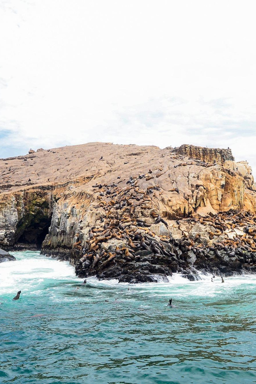 Swim With Sealion on Palomino Island - Booking Information