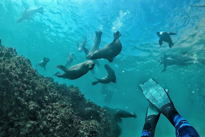 Swim With Seals - Highlights of the Experience