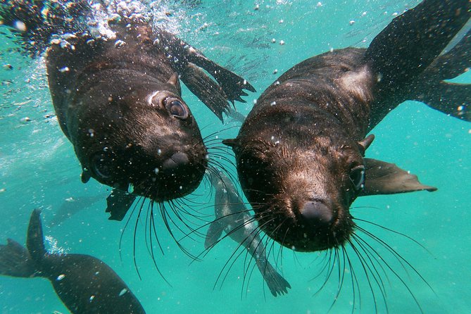 Swim With Seals - Meeting Point and Pickup Details