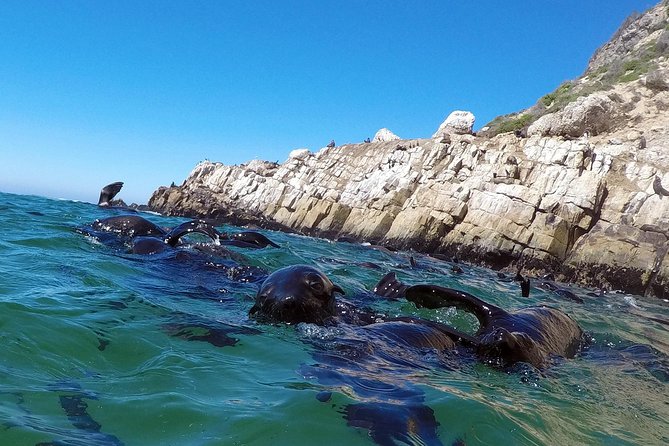 Swim With Seals - Accessibility and Age Restrictions