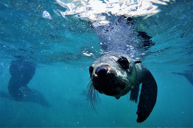 Swim With Seals - Tour Group Size