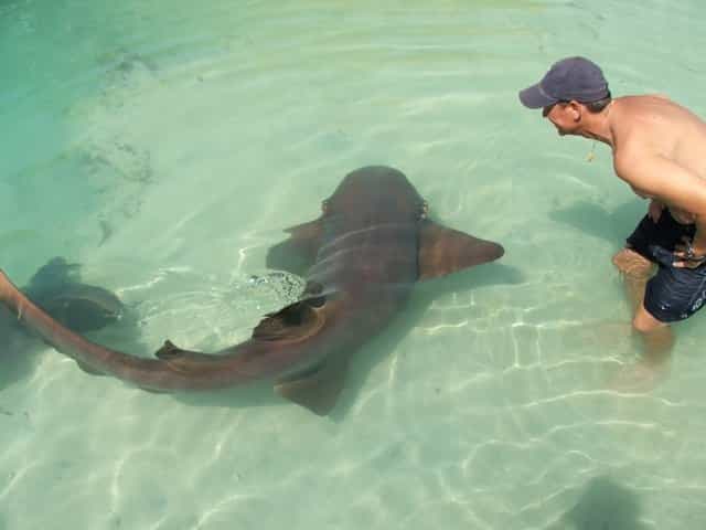 Swim With The Amazing Sharks of Dolphin Cove, Ocho Rios - Experience Overview