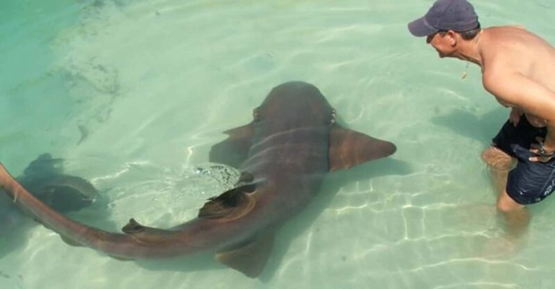 Swim With The Amazing Sharks of Dolphin Cove, Ocho Rios - Booking Details