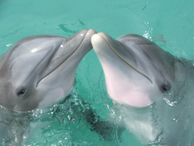 Swim With the Dolphins at Negrils Dolphin Cove - Booking Information