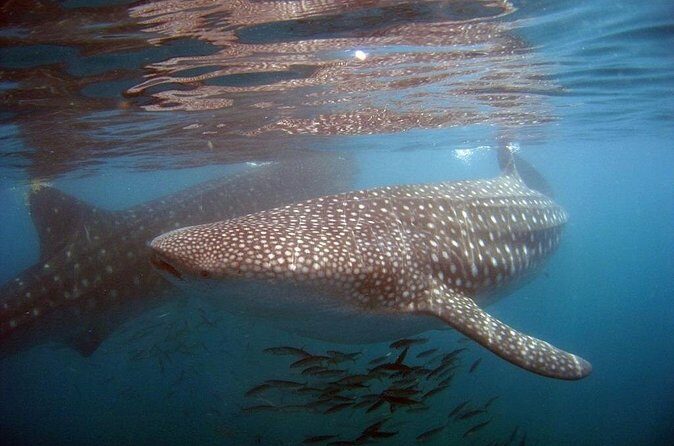 Swim with the giant of the sea The whale shark - The Experience: A Close Look at What Youll Do