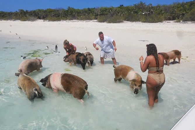 Swim With the Pigs and Explore Caves in Nassau - Traveler Reviews