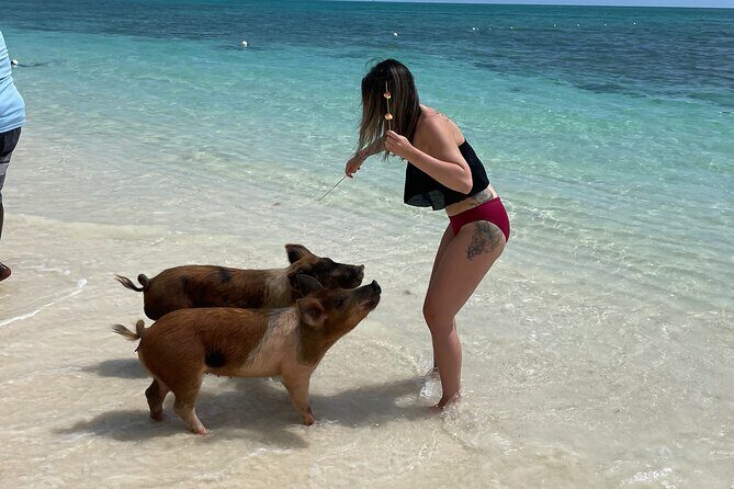 Swim with the Pigs Freeport @Creative Eco Adventures - What is the Experience Like?