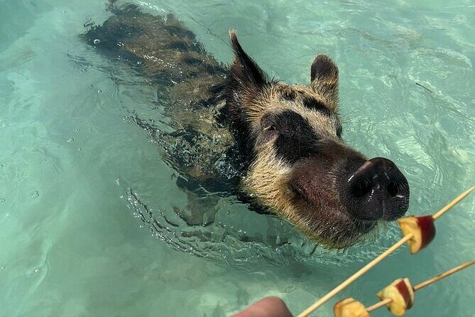 Swim with the Pigs Freeport @Creative Eco Adventures - Pricing and Value