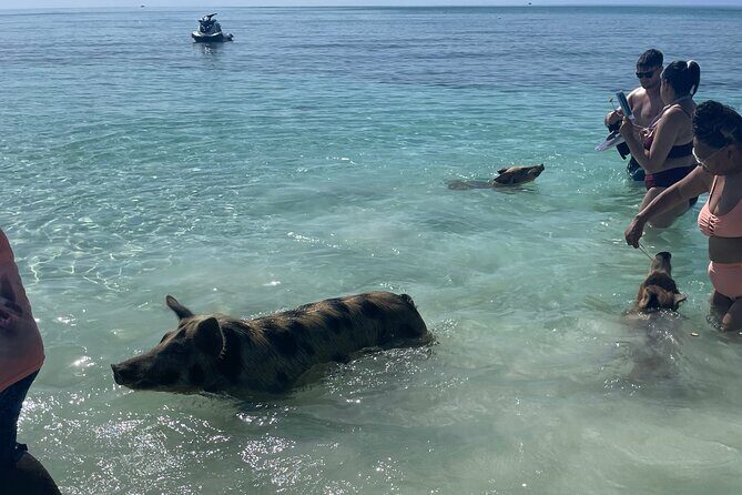 Swim with the Pigs Freeport @Creative Eco Adventures - Practical Details