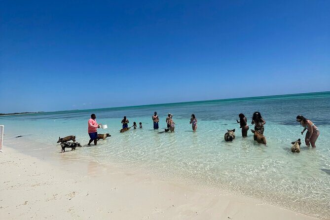 Swim with the Pigs Freeport @Creative Eco Adventures - Who Should Consider This Tour?