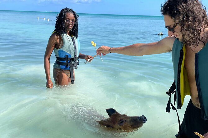 Swim with the Pigs Freeport @Creative Eco Adventures - FAQ