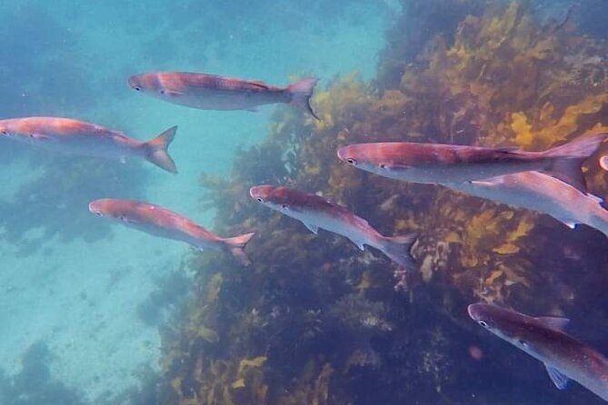 Swim With the Queen of the English Channel in New South Wales - Health and Safety Guidelines