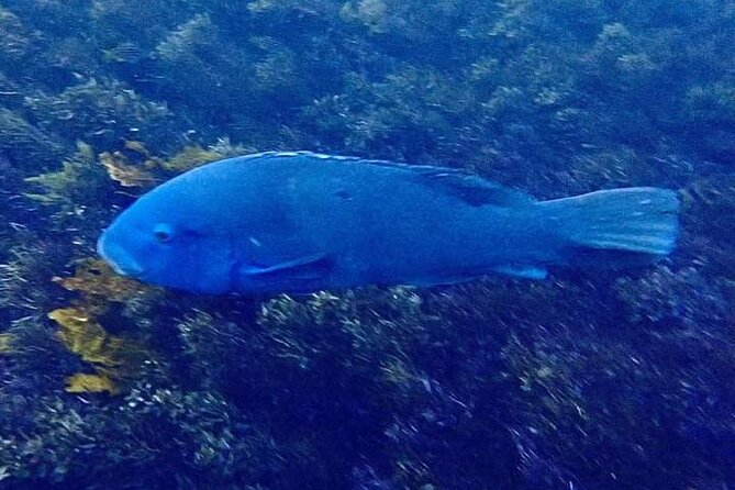 Swim With the Queen of the English Channel in New South Wales - Stellar Reviews