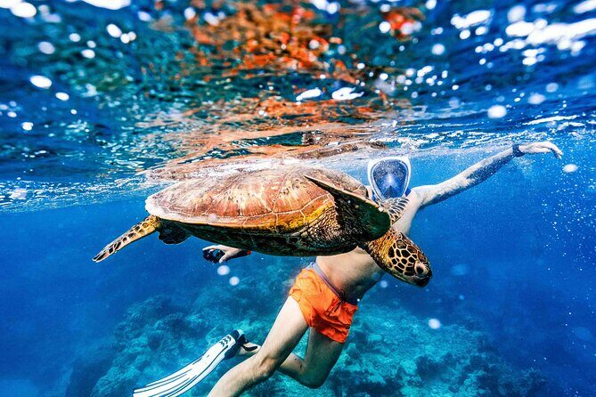 Swim With The Turtles Rarotonga - A Full Breakdown of the Experience