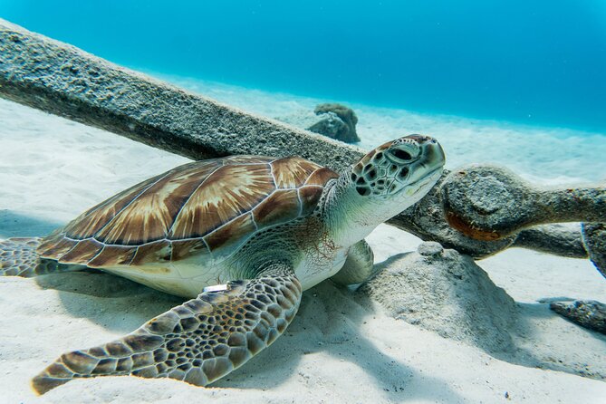 Swim With Turtles at Turtle Bay, Curacao: Boat, Blue Room Cave - Traveler Feedback and Recommendations
