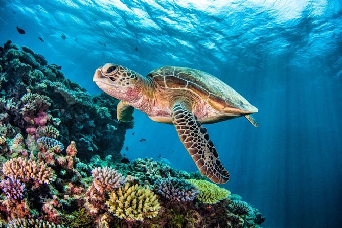 Swim With Turtles + ATV + Ziplines + Cenote + Lunch - Inclusions and Exclusions
