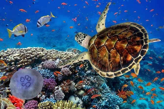 Swim With Turtles + ATV + Ziplines + Cenote + Lunch - Pickup Information