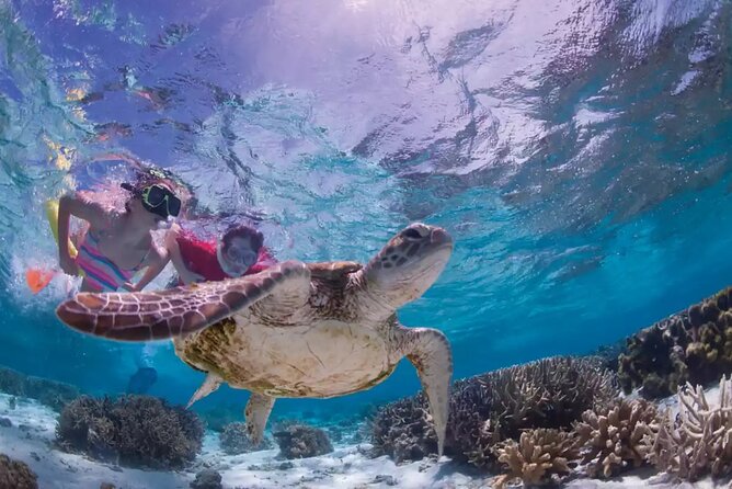 Swim With Turtles + ATV + Ziplines + Cenote + Lunch - Booking and Cancellation