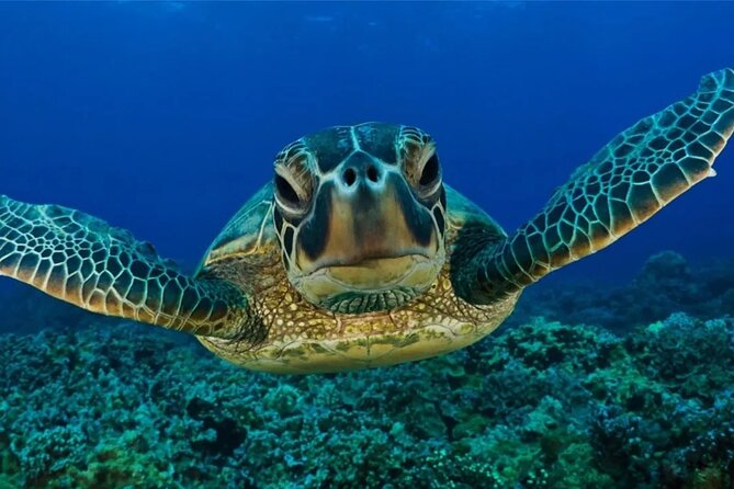 Swim With Turtles + ATV + Ziplines + Cenote + Lunch - Frequently Asked Questions
