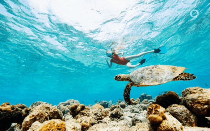 Swim With Turtles Tour in Akumal & Cenote, From Cancun, Riviera Maya - Frequently Asked Questions
