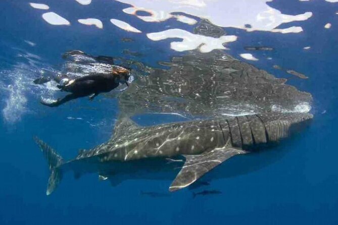 Swim With Whale Shark From Isla Mujeres and Cancun - Meeting and Pickup Details