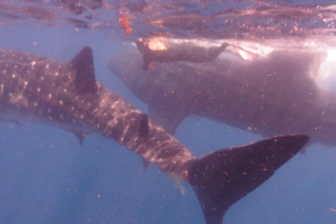 Swim With Whale Shark From Isla Mujeres and Cancun - Health and Safety Considerations