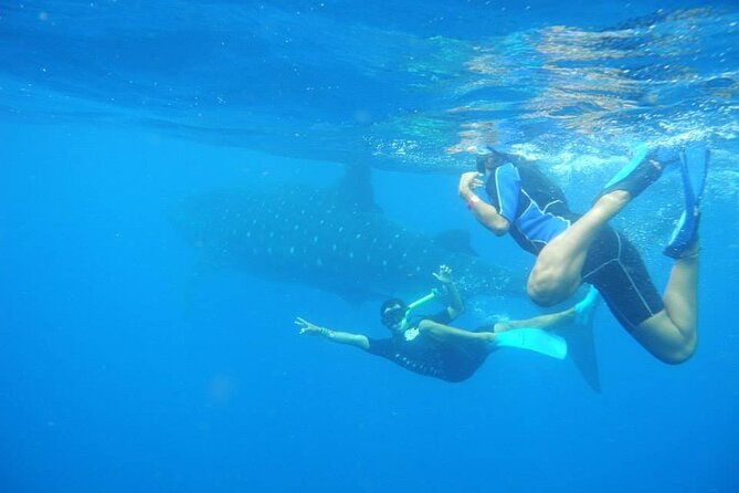 Swim With Whale Shark From Isla Mujeres and Cancun - Pricing and Cancellation Policy