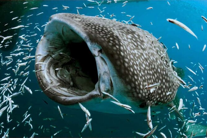 Swim With Whale Shark From Isla Mujeres and Cancun - Highlights of the Tour