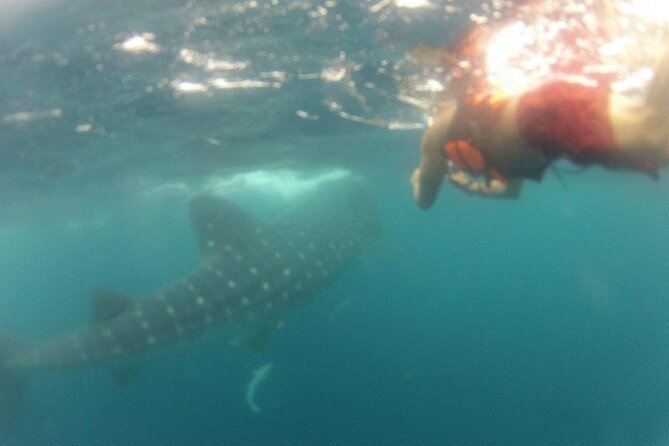 Swim With Whale Shark From Isla Mujeres and Cancun - Preparing for the Adventure