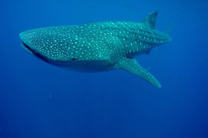 Swim With Whale Shark From Isla Mujeres and Cancun - Frequently Asked Questions