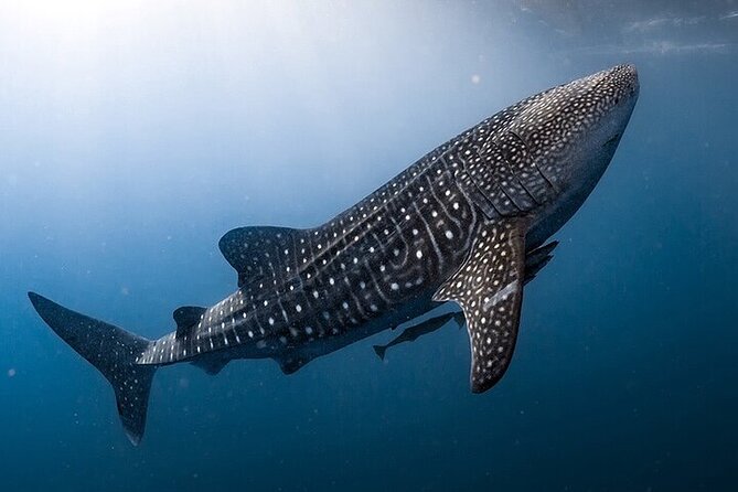 Swim With Whale Shark From La Paz - Pricing and Booking Information