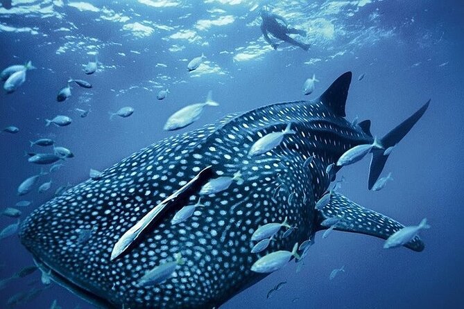 Swim With Whale Shark From La Paz - Health and Safety Considerations