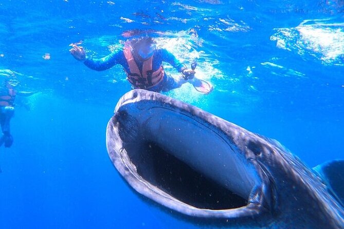 Swim With Whale Shark From La Paz - Meeting Point and Logistics