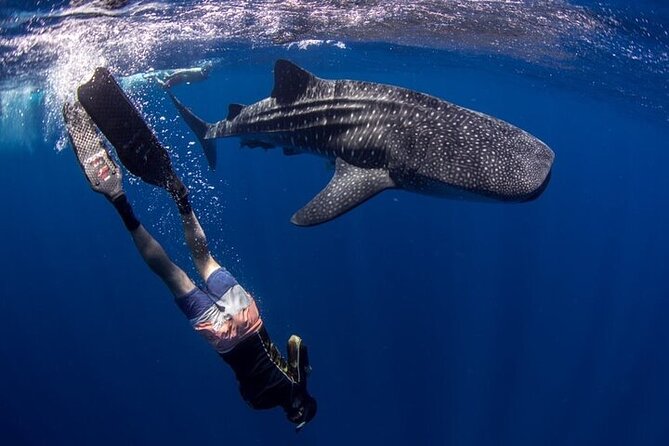 Swim With Whale Shark From La Paz - Tips for a Great Experience