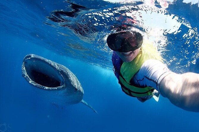 Swim With Whale Shark From La Paz - Frequently Asked Questions
