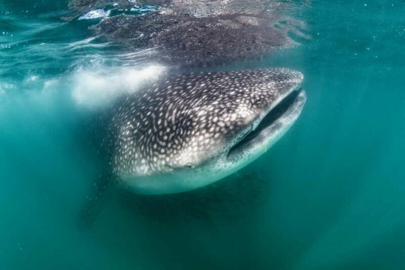 Swim with Whale Sharks in La Paz - What You Can Expect from the Tour