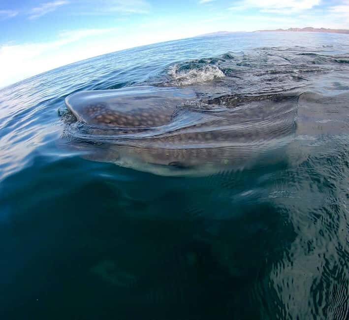 Swim with Whale Sharks in La Paz - Who Should Consider This Tour?