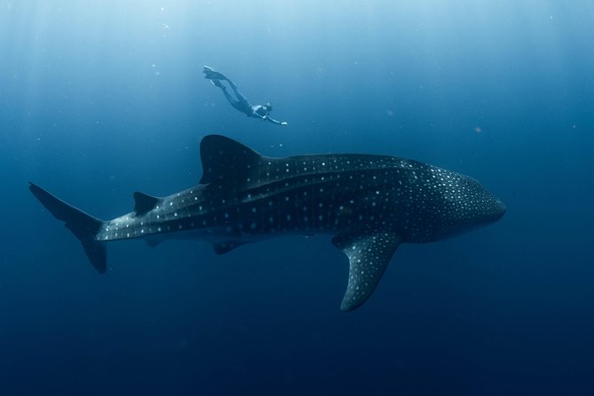 Swim With Whale Sharks in the Ningaloo Reef: 3 Island Shark Dive - Marine Life Diversity