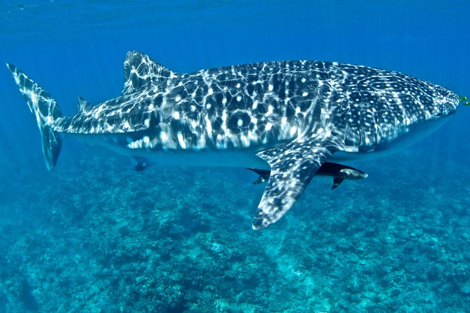 Swim With Whale Sharks in the Ningaloo Reef: 3 Island Shark Dive - Tour Dates and Times