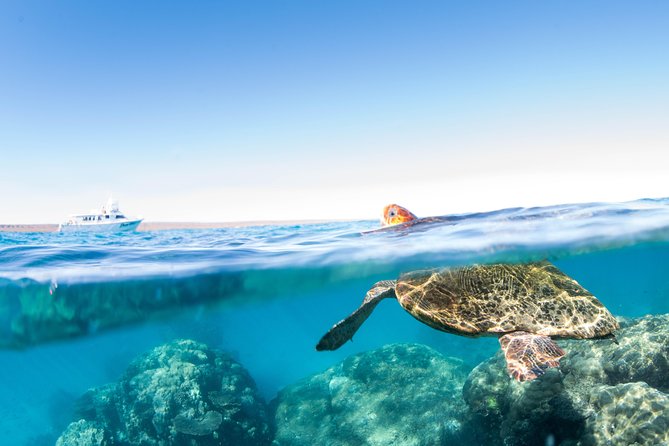 Swim With Whale Sharks in the Ningaloo Reef: 3 Island Shark Dive - Positive Customer Feedback